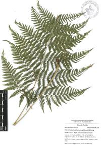 Macrothelypteris torresiana image
